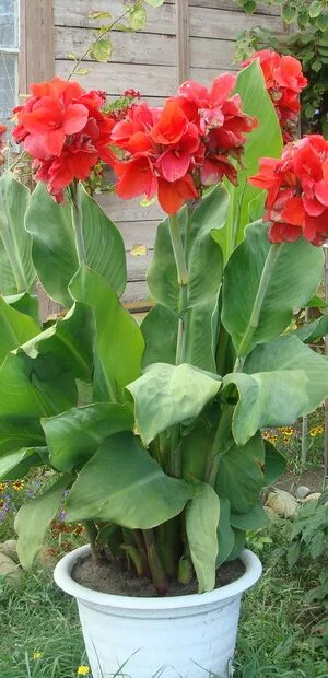 Канна - купить в интернет-магазине Mandarin-shop.ru