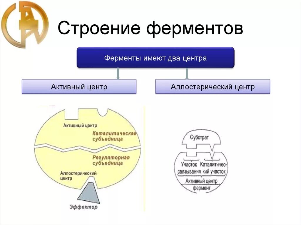 Строение активного центра ферментов биохимия. Активный и аллостерический центры ферментов биохимия. Белковая структура фермента. Строение ферментов строение активного центра. Состав центров ферментов