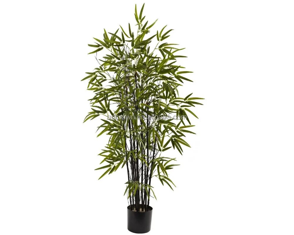 Драцена бамбук. Комнатный бамбук Драцена Сандера. Бамбук Горшечное растение. Драцена Брауна бамбук счастья.