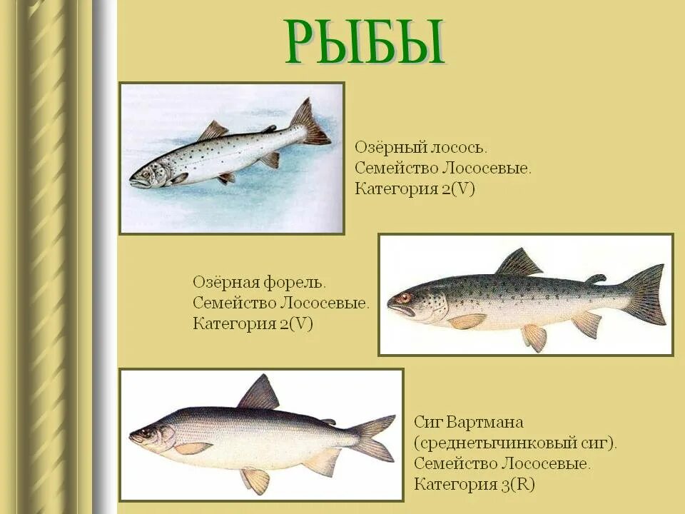 Семейства рыб список. Сиг рыба семейства лососевых. форель рыба семейства лососевых. форель семейство лососевых. внешнее строение лососевых рыб.
