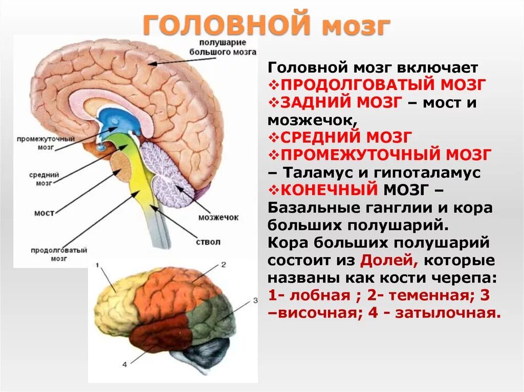 Большие полушария состоят из долей. Отдел головного мозга продолговатый мозг промежуточный мозг. Головной мозг строение мозжечок мост. Строение головного мозга ствол мозжечок.