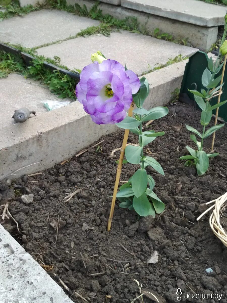 Можно ли сохранить эустому