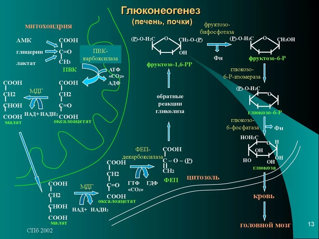 Синтез глюконеогенеза