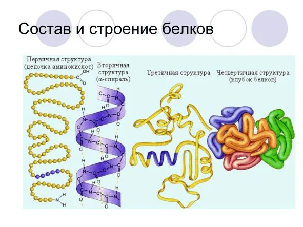 Процесс восстановления структуры белка называется. Белки первичная вторичная третичная четвертичная структуры. первичная вторичная третичная структура белка. четвертичная структура белка таблица. первичная структура белка рисунок.