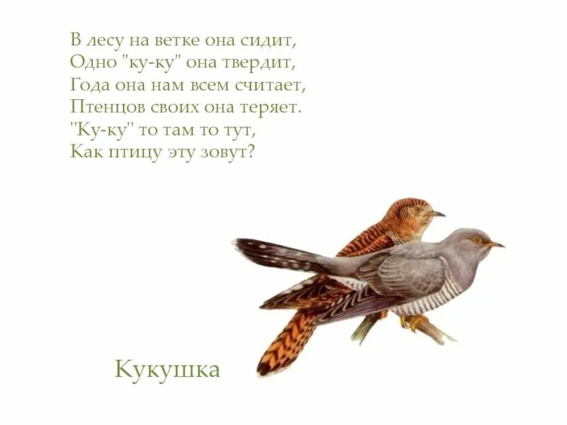 Кукушка куковать составить предложение. Кукушка. Кукушонок для дошкольников. Кукушка для детей. Кукушка рисунок.