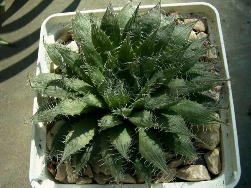 Haworthia arachnoidea. Хавортия полив. Хавортия размножение листом.