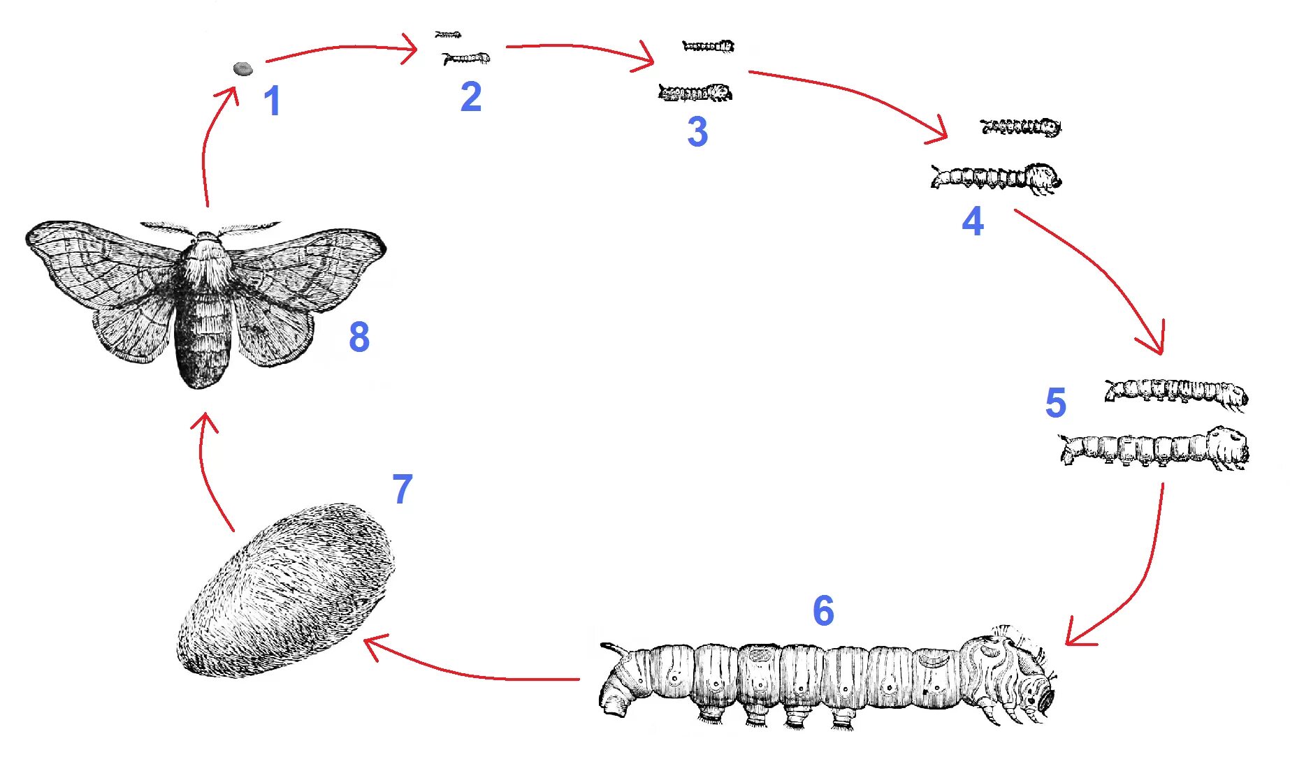 Какое развитие у шелкопряда. Жизненный цикл тутового шелкопряда. Стадии развития тутового шелкопряда. Схема постэмбрионального развития тутового шелкопряда. 4 Стадии развития тутового шелкопряда.
