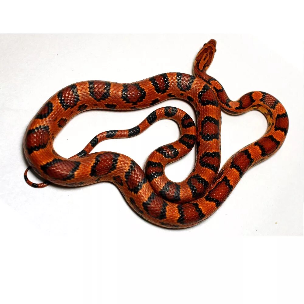 Маисовый полоз (Pantherophis guttatus). Маисовый полоз Okeetee. Полоз маисовый "Okeetee Abbotts". Маисовый полоз Amelanistic. Купить змей авито