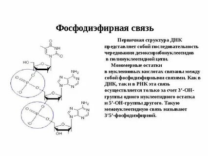 Синтез цепи из дезоксирибонуклеотидов присоединение