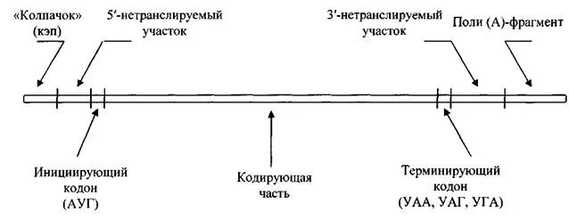 Строение МРНК эукариот. Структура матричной РНК. Функциональные участки МРНК. Структура зрелой МРНК.