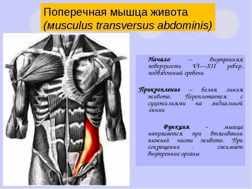 Поперечная мышца живота анатомия функции. Поперечная мышца живота вид сбоку. Укажите функцию поперечной мышцы живота:. Поперечная косая мышца живота функции.