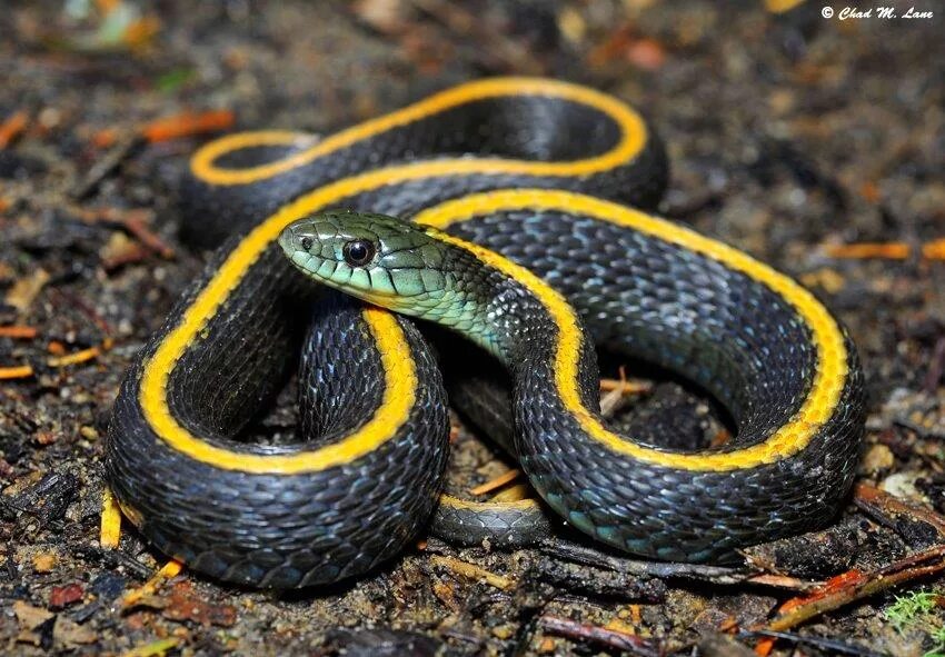 Подвязочная змея (Thamnophis sirtalis). Подвязочный полоз. Полосатый полоз. Калифорнийская Краснобокая змея.