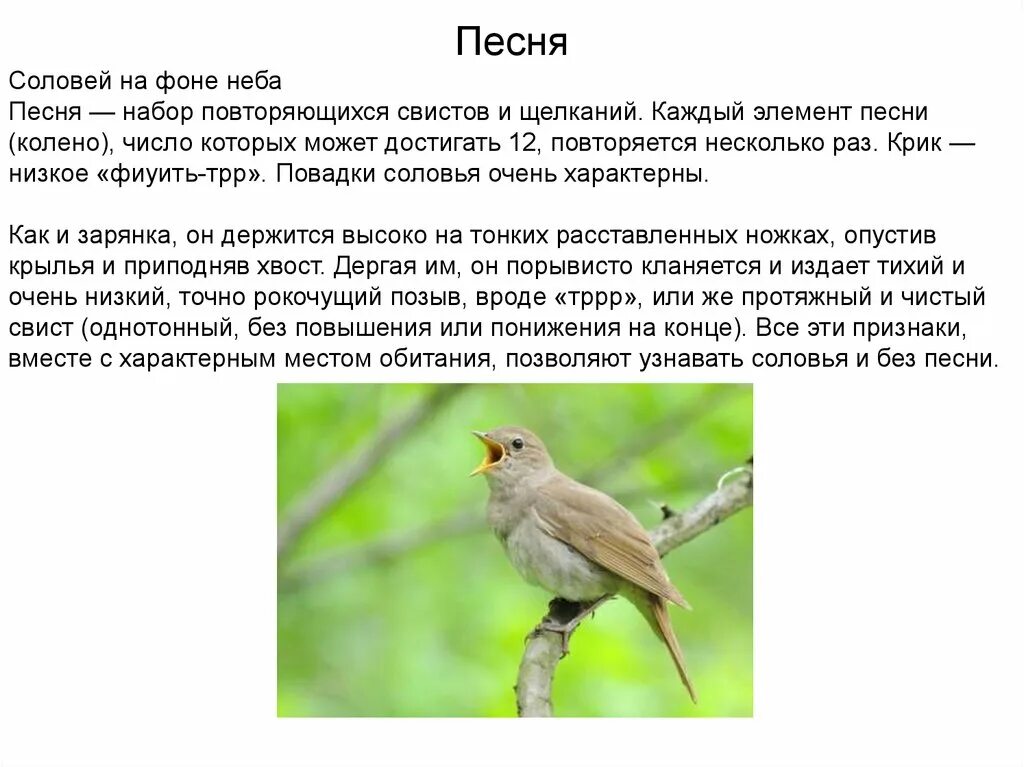 Анализ стиха песня соловья. Соловей. Соловей повадки. Песнь соловья. Песня соловья.