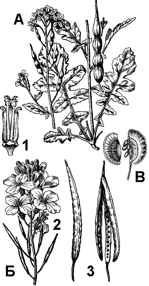 Редька Дикая семейство крестоцветные. Гинецей крестоцветных. Строение редьки дикой. Рис растений крестоцветных.