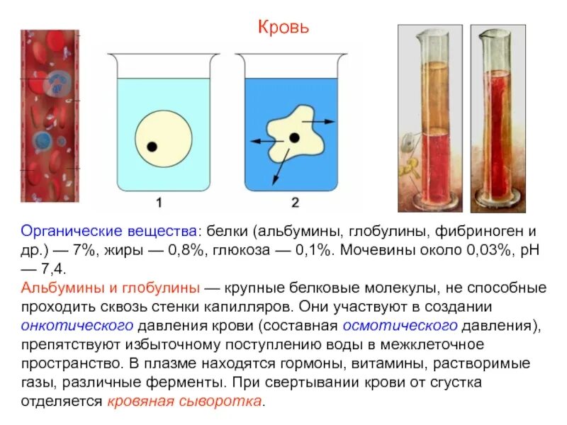 Белки крови глобулины. Разделение альбуминов и глобулинов методом высаливания. Альбумины и глобулины крови. Альбумины и глобулины презентация. Белки альбумины глобулины.