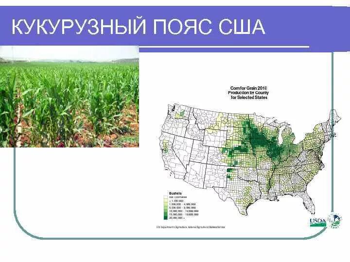 Пшеничные штаты сша. Кукурузный пояс сша штаты. сельское хозяйство сша карта. кукурузный пояс сша на карте. сельскохозяйственные пояса сша на карте.