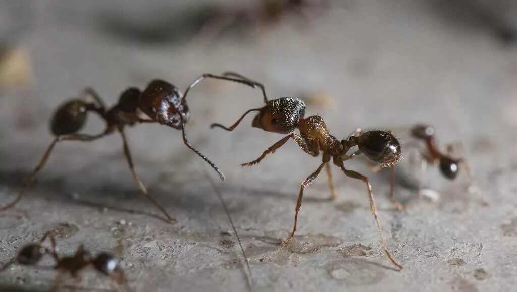 Муравьи. Горные муравьи. Виды муравьев. Разные муравьи.