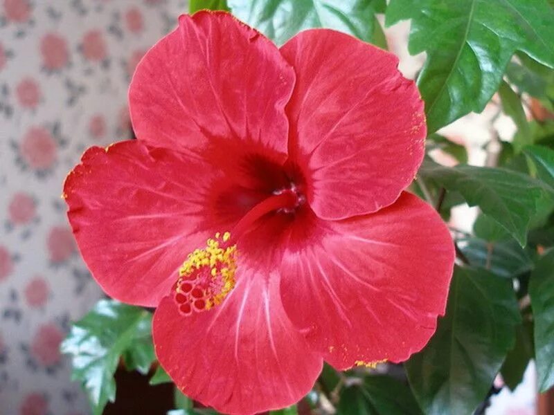 Родовое название китайской розы 8 букв. Гибискус растение. Гибискус розовый.