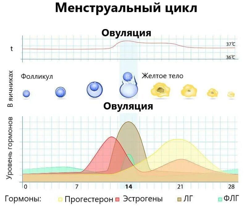 Менструационный цикл. Женский цикл. Цикл менструационного цикла по дням. Месячные цикл. Овуляция 32 цикл