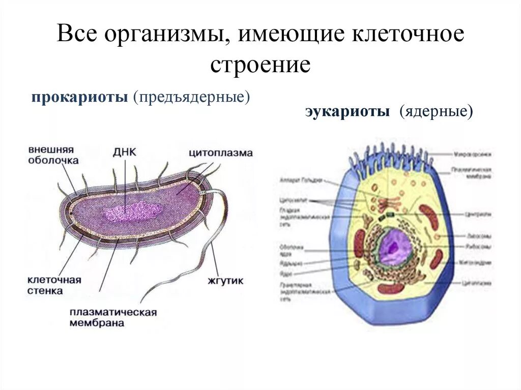 Строение клетки прокариот и эукариот рисунок. Строение эукариотической клетки и прокариотической клетки. Строение прокариот и эукариот. Строение клетки прокариот и эукариот.