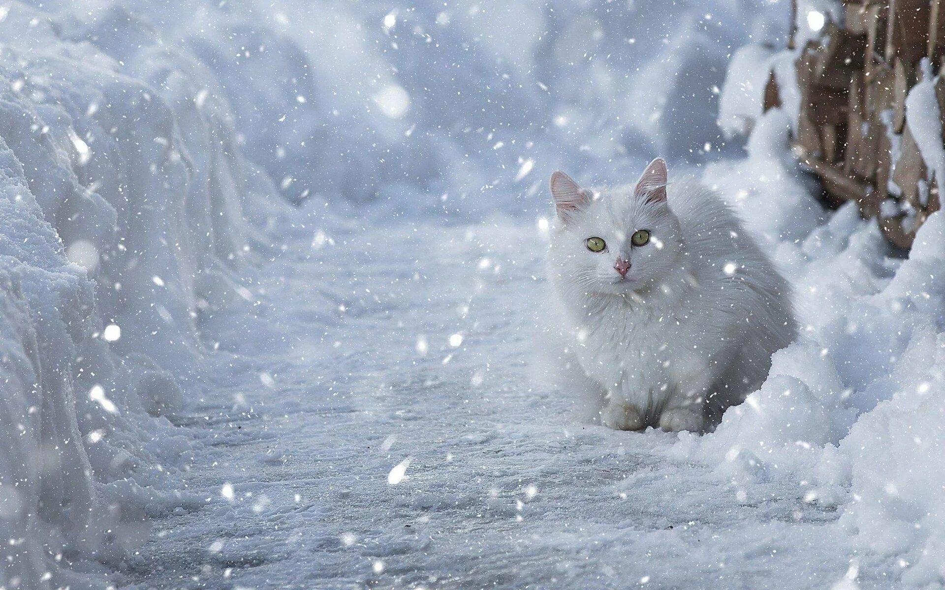 Снежок бывает. Аляскинский снежный кот. Аляскинский Сноу Кэт. Пушистый снег. Кошка зима.