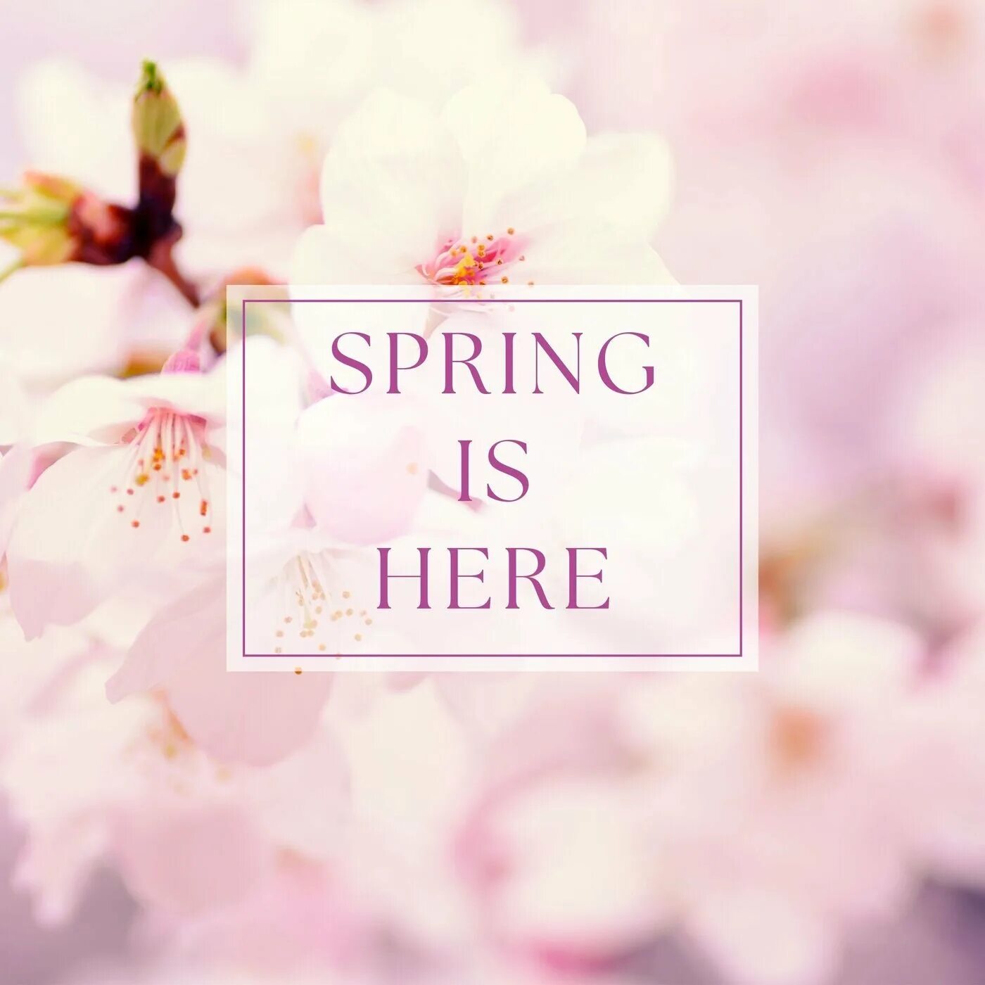 Spring is here spring is here. Spring is here. Spring is here craft. Картинки к spring is here. Стишок springtime.