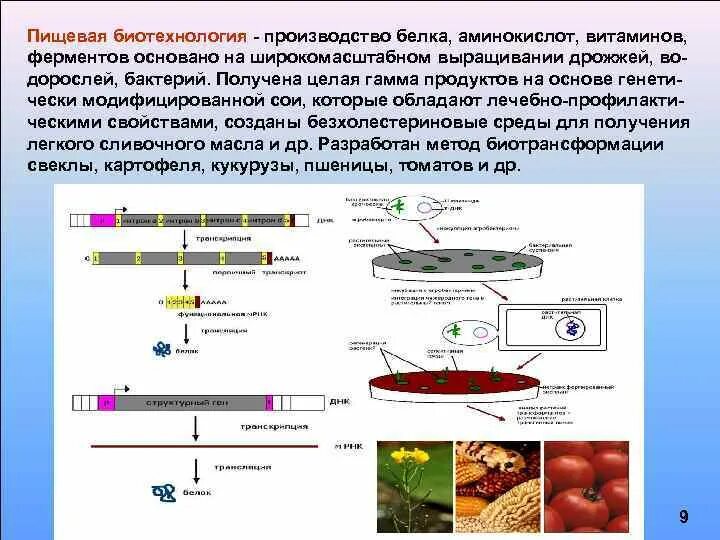 Биотехнология получения белка