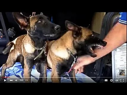 Одновременно щенки одновременно одновременно одновременно
