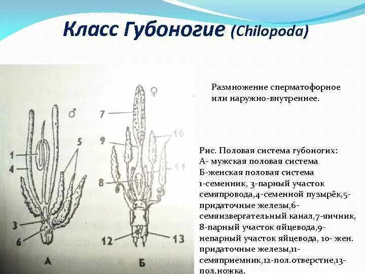 Половая система 8 класс тест. Половая система членистоногих.