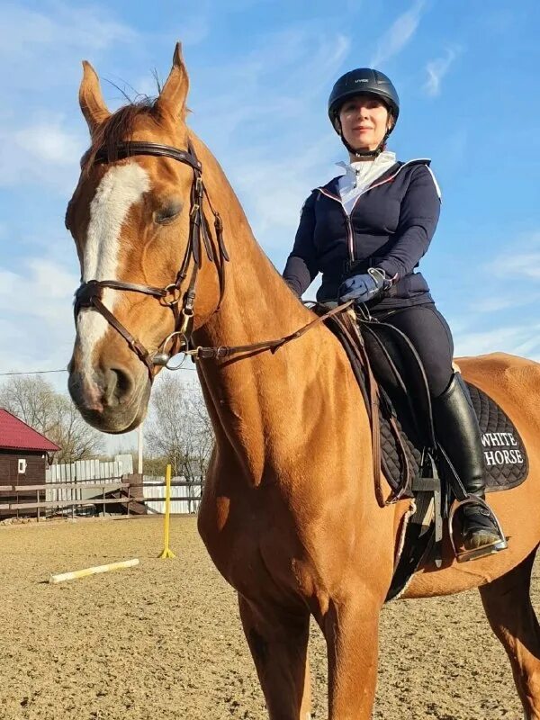 Бронницы лошади. Конный спорт. Памятник лошади в бронницах. Бронницы стелла. Конный спорт для детей.