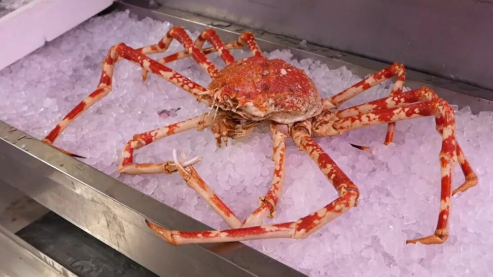 Japanese Spider Crab Beautiful sea creatures, Weird animals, Crab