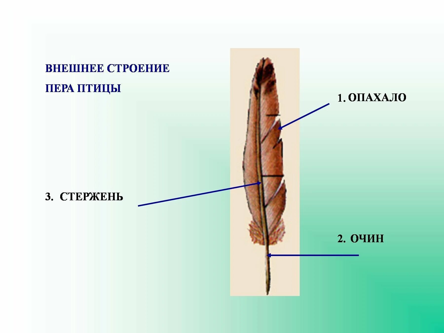 Широкая и мягкая часть пера называется. Строение махового пера у птиц. Внешнее строение пера птицы рисунок. Опахало пера птицы строение и рисунок. Схема строения контурного пера птицы.