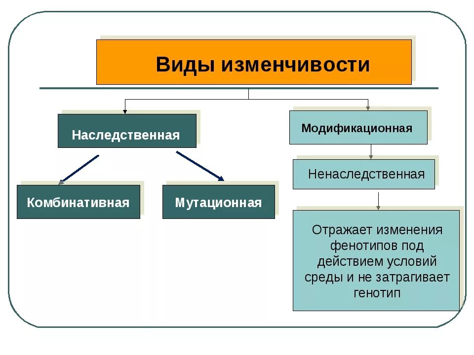 Назовите причины наследственной. Формы наследственной изменчивости биология. 2 Типа изменчивости наследственная. Типы ненаследственной изменчивости.