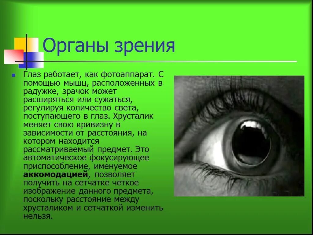 Зрительные органы чувств. Доклад на тему глаз. Доклад на тему зрения. Сообщение на тему зрение. Сообщение о органе зрения.
