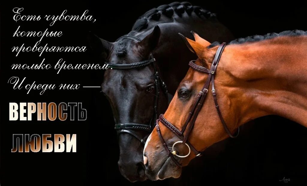 Красивые выражения о лошадях. Фразы про лошадей. Лучшие высказывания о лошадях. Афоризмы про лошадь и человека. Красивые высказывания про лошадей.