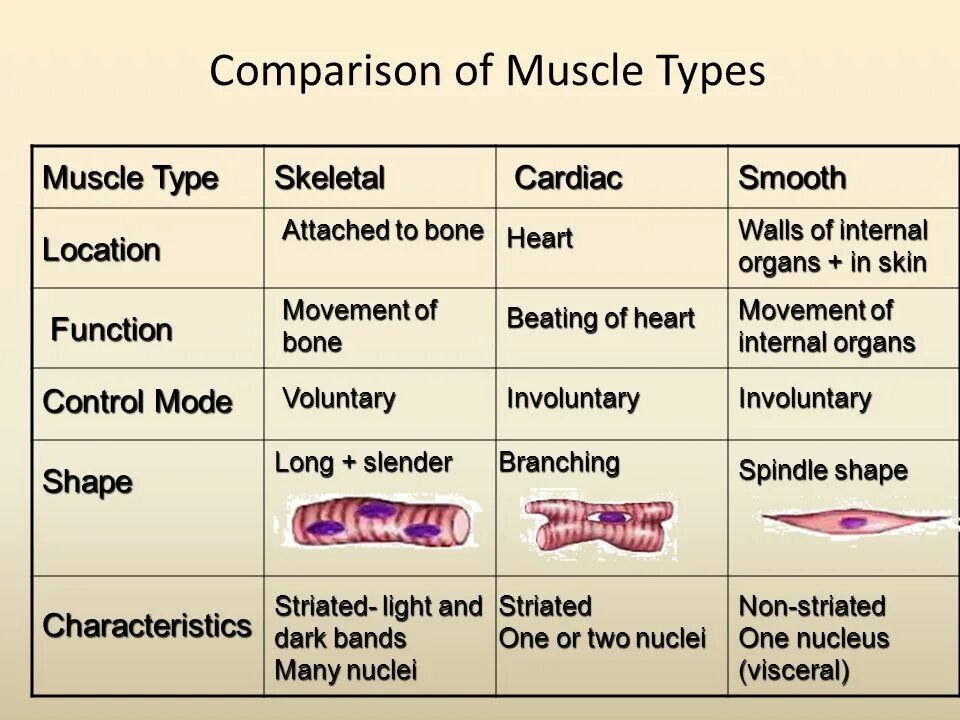 Comparison of different. Types of muscle Tissue. Classification of muscles. Muscles System таблица. Текст Types of muscles.