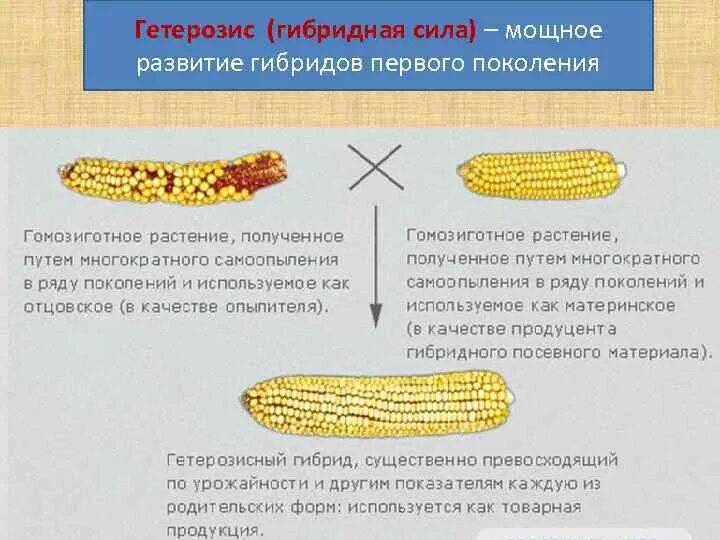 Селекционер получил семена от гетерозисного сорта пшеницы