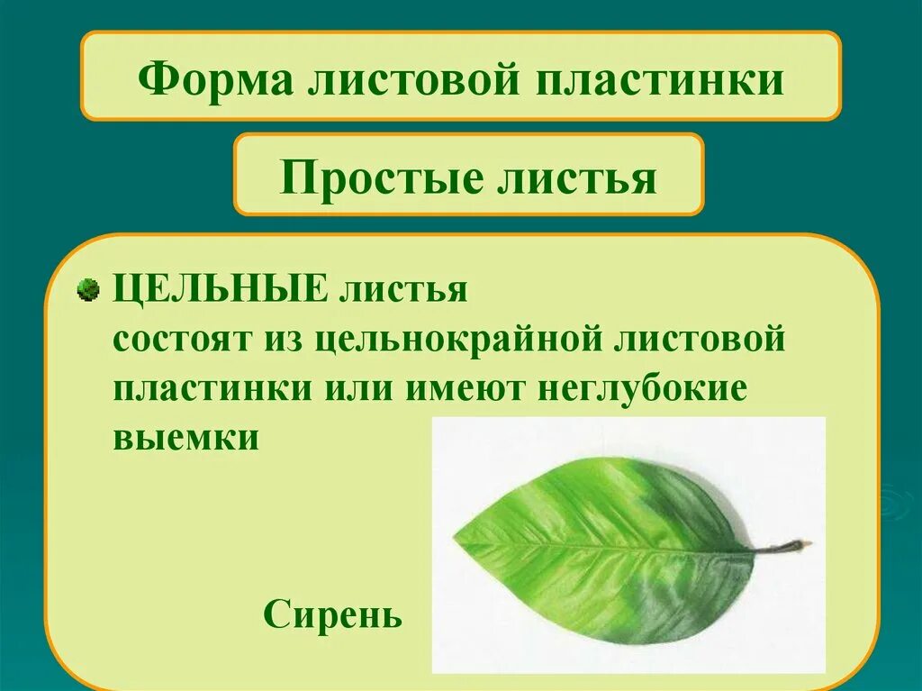 Форма листовой пластинки. Форма листовой пластины простого листа. Простые цельные листья. Формы цельных листовых пластинок.