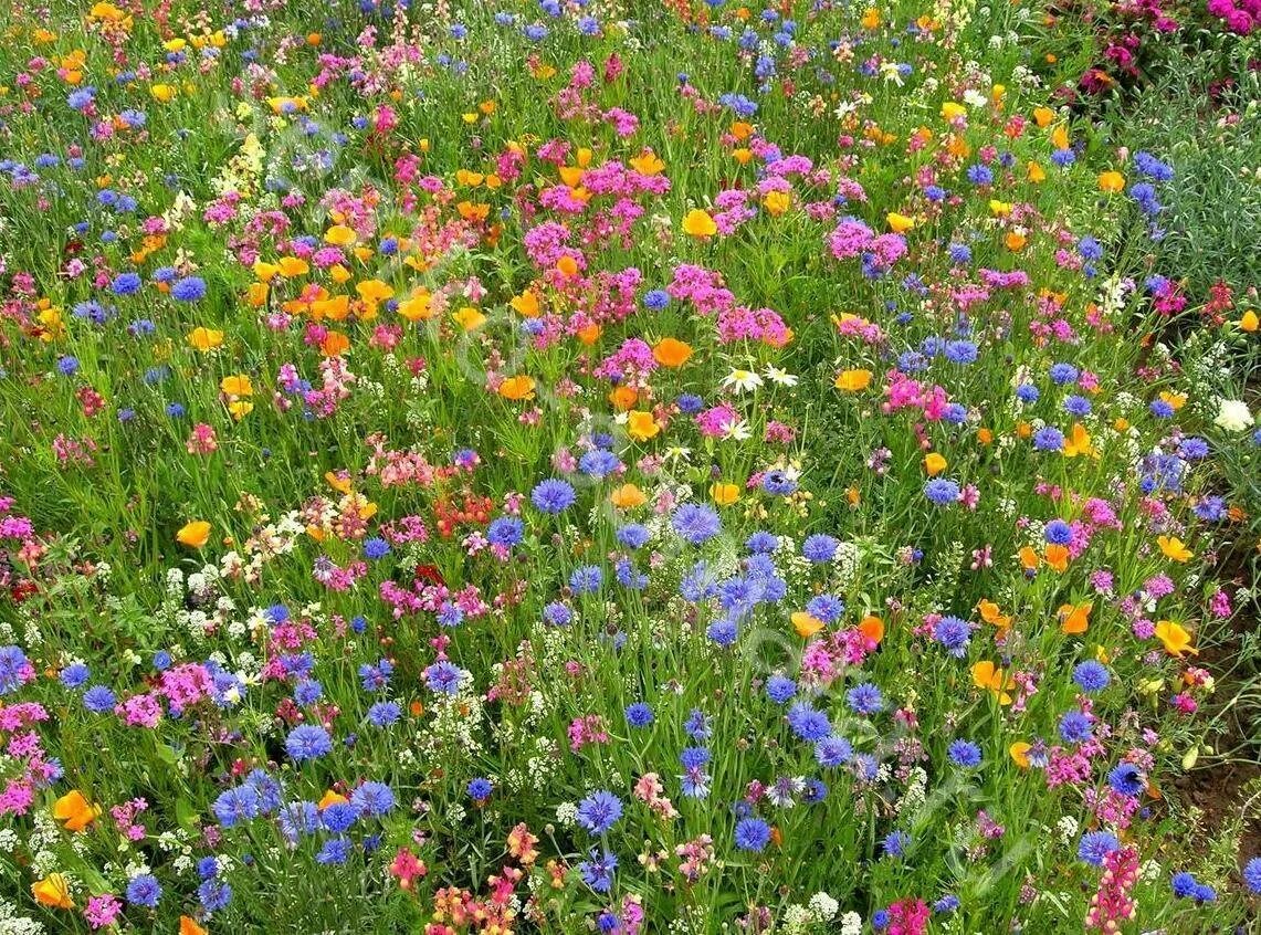 Травосмесь для лугового газона. Green meadow цветущий мавританский газон. Газон мавританский цветущий. Гипсофила мшанка. Травосмесь мавританский газон.