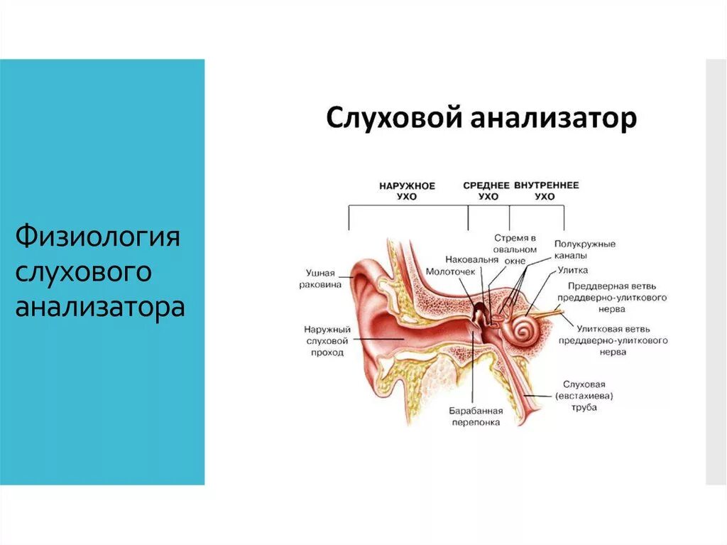 Из чего состоит слуховой анализатор. Слуховой анализатор строение и функции физиология. строение слухового отдела уха слуховой анализатор. среднее ухо строение и функции анатомия. строение слухового анализатора анатомия.