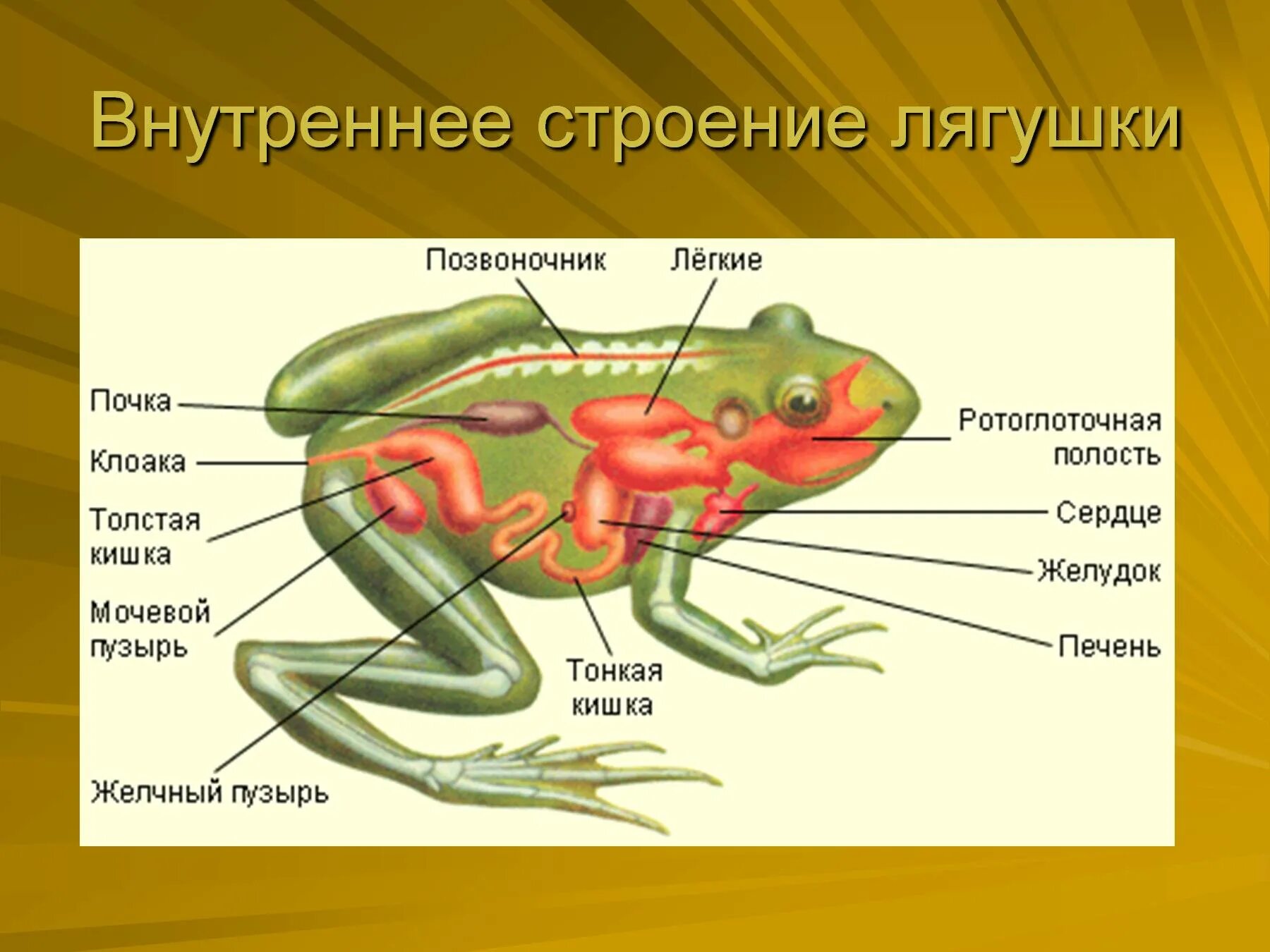 Земноводные печень. Выделительная система бесхвостых земноводных. Система выделения у земноводных. Выделительная система лягушки. Выделительная система система земноводных кратко.