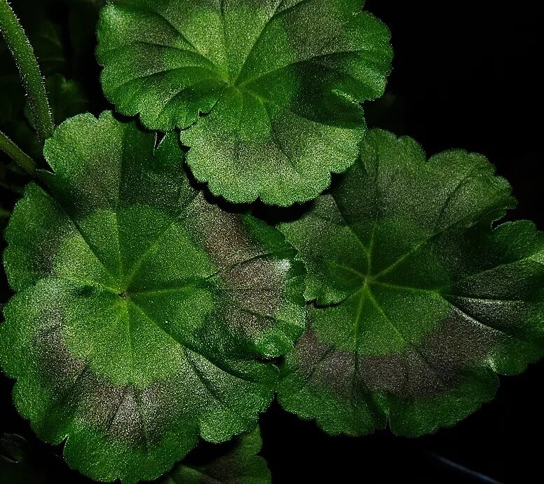 Лист пеларгонии. Пеларгония коричнево-зеленые листья. Герань зональная листья. Коричневая пеларгония.