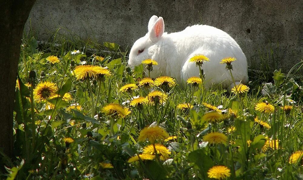 Spring rabbit
