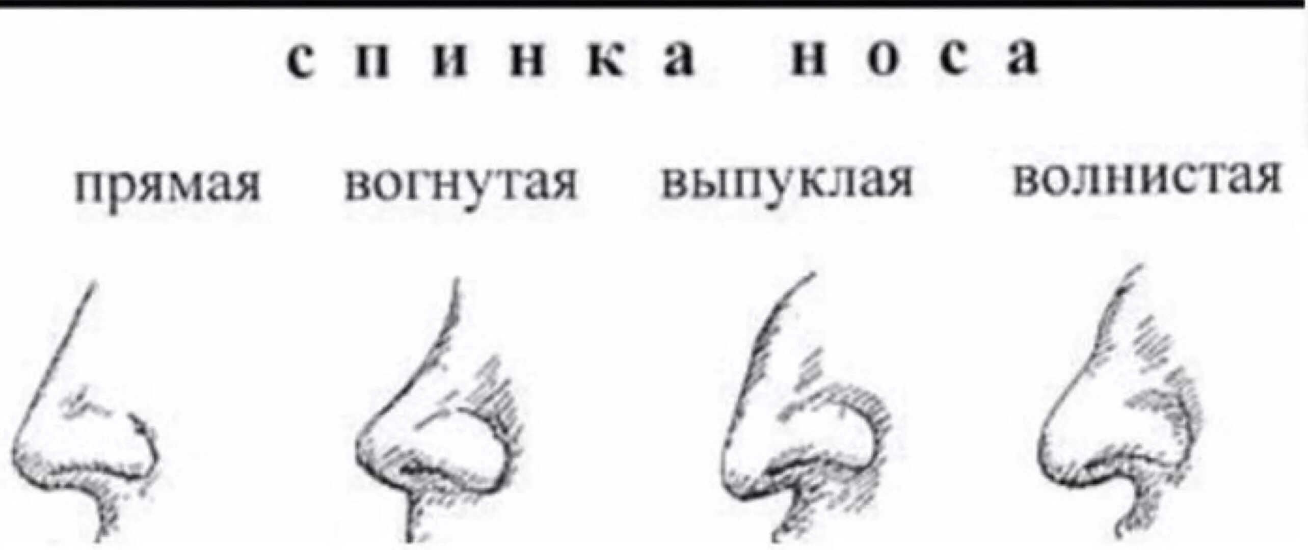 У чего может быть нос. Формы носа. вогнутая форма носа. форма спинки носа.