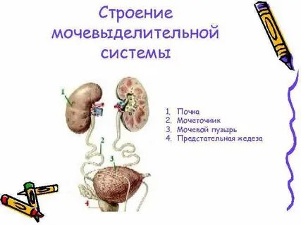 Мочевыделительная система проблемы