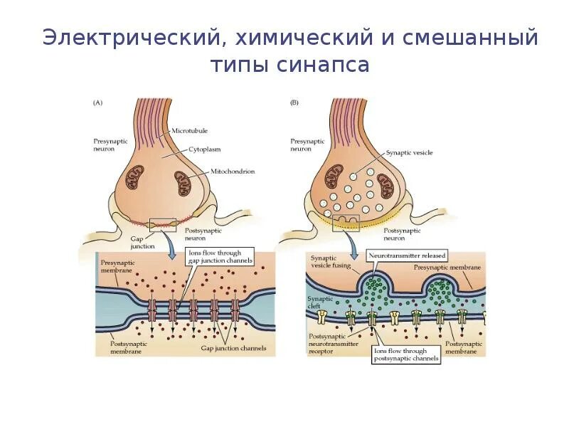 Импульсов действие нервного импульса