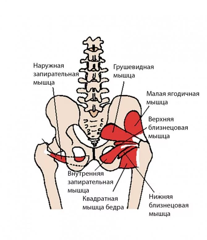 Названия пояснице. Obturatorius externus. Внутренняя запирательная мышца таза. Наружная запирательная мышца бедра. Мускулюс обтураториус.