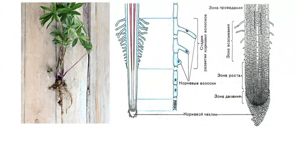 Корневые волоски у растений. Корневой волосок на корнях растений это. Корневые волоски проростка строение. Клетки кончика корня от корневых волосков.