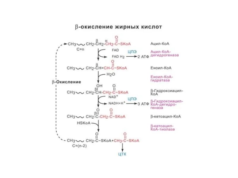 Окисление жирных кислот фермент. Схема бета окисления жирных кислот. Биологическое окисление жиров схема. Альфа и бета окисление жирных кислот. Бета окисление схема.