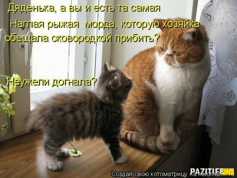 Кота нет неделю. Котики с прикольными надписями. анекдоты с котами с картинками. веселые животные с надписями. надпись животные.